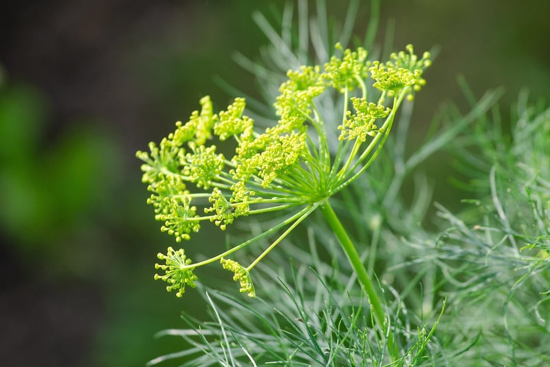 Herb-infused Dishes