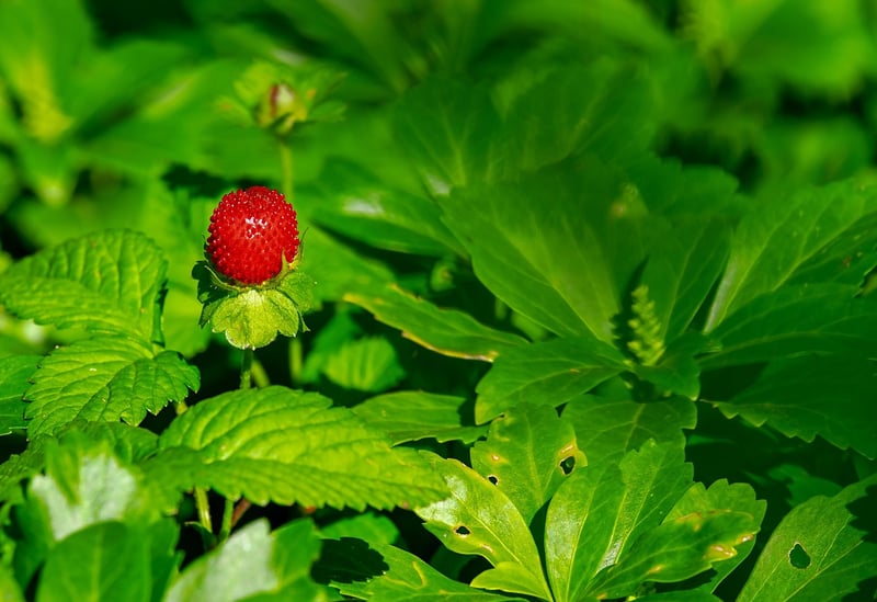 Strawberry Jam